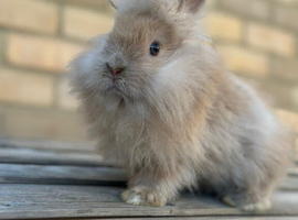 Stunning lion head and mini lion lop mixed breed