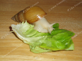 ALBINO GIANT AFRICAN LAND SNAILS