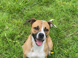 girl dog