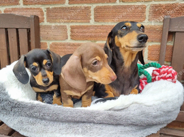 2 Beautiful Mini Dachshunds for sale