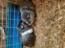 2 adult boars
