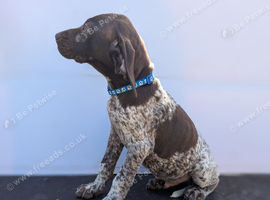 3 gorgeous German pointers
