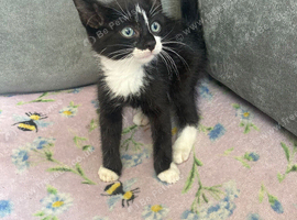 Last kitten