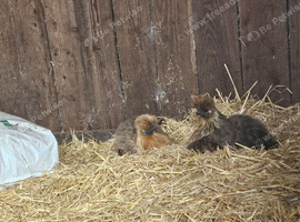 Two partridge silkie hens