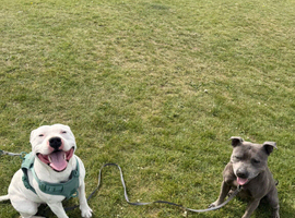 Staffordshire Bull Terrier