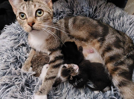Beautiful newborn kittens