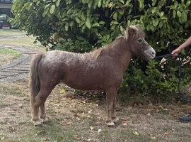 Star 10yrs old Appaloosa Shetland mare 30ins