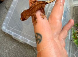 Baby crested geckos
