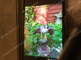 Wanted dead game birds for feeding birds of prey