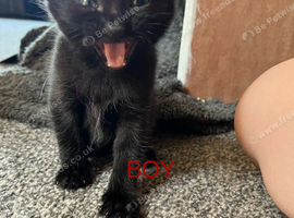 3 little boy kittens