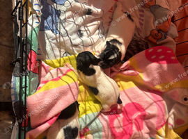 Traditional Jack Russell Puppies