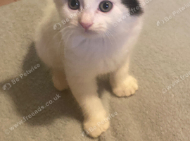 Ragdoll x British shorthair