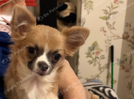 Female long hair chihuahua