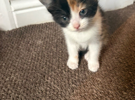Four beautiful kittens for sale