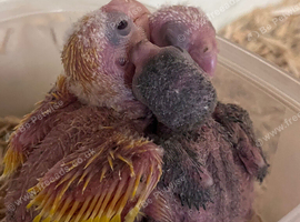 Breeding pair proven kakarakis