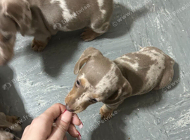 Stunning Miniature Dachshund Puppies