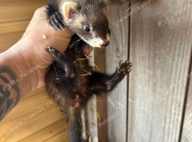 Micro eu ferrets 9 weeks old