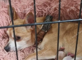 Chihuahua for sale