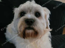 Handsome pug cross bichon frise