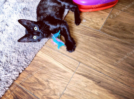 Bengal X Persian female kitten