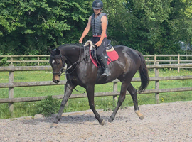 16hh unraced beautiful mare Gee Gee