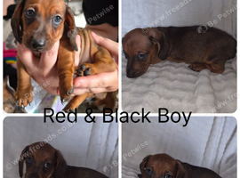 Miniature Dachshund