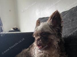 Fluffy French bulldog