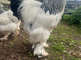 Trio of lights Brahmas Lf