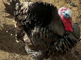 Turkeys for sale