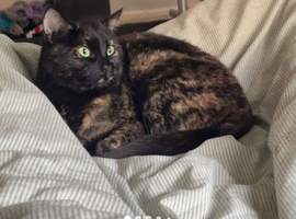 Cat for sale