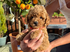 8 maltipoo puppies looking for a loving caring home
