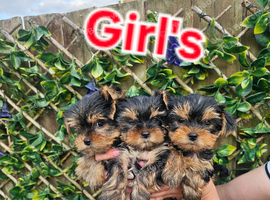 Yorkshire terrier Kc Registered