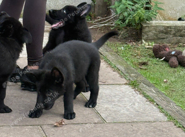 GSD PUPPIES