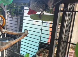 African Grey