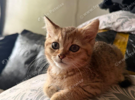 Golden British shorthair