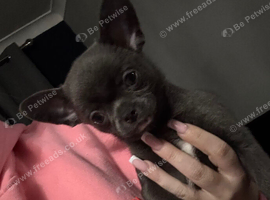 Kc registered smooth coat male chihuahua puppy