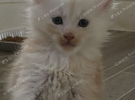 Full mainecoon kittens polydactyl