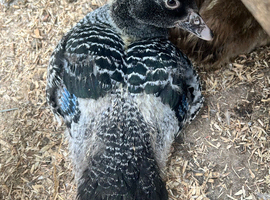 Muscovy - lots of colours - Hatched Regularly
