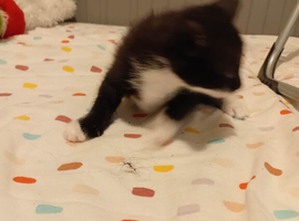 7 little kittens