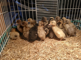 Female indian runner ducklings