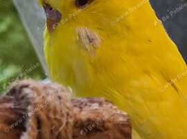 Exhibition lutino budgie