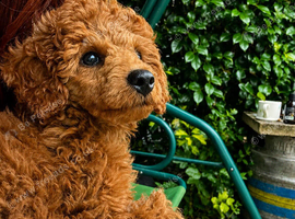 Male poddle for sale