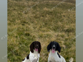 Springer spaniel pups