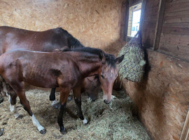 Welsh D x Hackney filly