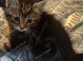 Tabby tabby/white kittens