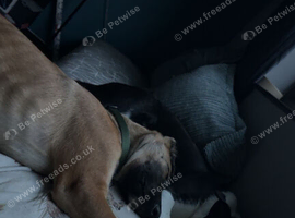 German shepherd cross Belgian mel