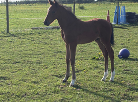 Stunning bay colt