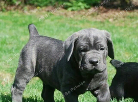 Majestic Cane Corso Puppy&ndash; Loyal Guardian Available for sale