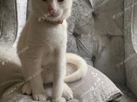 British shorthair cross kittens