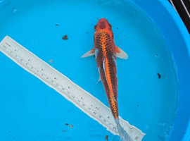 Koi kajaku